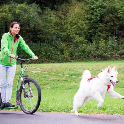 Pies w czerwonych szelkach ciągnie rowerzystę na ścieżce, odpowiedni do aktywności na świeżym powietrzu z psem.
