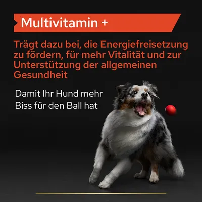 Multivitamin +: Fördert Energie, Vitalität und allgemeine Gesundheit. Damit Ihr Hund mehr Biss für den Ball hat.