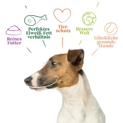 Text în limba germană: Reines Futter, Perfektes Eiweiß-Fett verhältnis, Tierschutz, Bessere Welt, Glückliche gesunde Hunde, cu ilustrații și un câine în prim-plan.