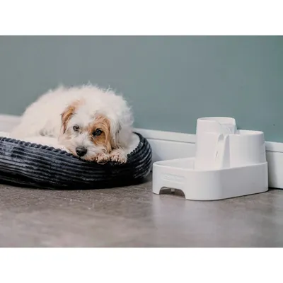 Cane sdraiato su una cuccia accanto a una fontanella bianca per animali con scritta visibile 'Drinkwell'.