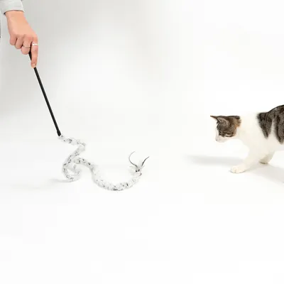 Chat observant une canne à jouer noire avec un long jouet en fausse fourrure grise et plumes, tenue par une main humaine. Jouet pour chat visible sur fond blanc.