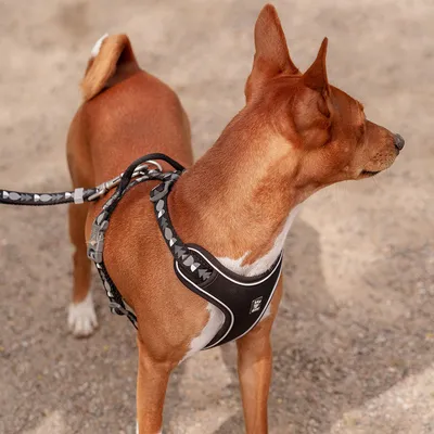 Hund mit schwarzem Geschirr und passender Leine mit geometrischem Muster. Geschirr zeigt Logo mit Pfotenabdruck.
