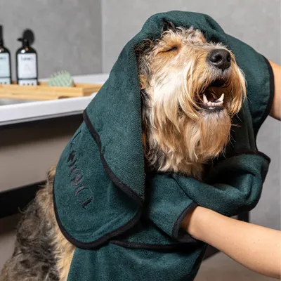 Hund wird mit einem dunkelgrünen Handtuch abgetrocknet, im Hintergrund Pflegeprodukte und Bürste sichtbar.