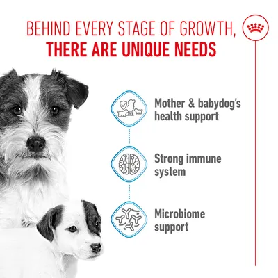Graphic with the texts: Mother & babydog's health support, Strong immune system, Microbiome support. Heading: Behind every stage of growth, there are unique needs. Graphic with the texts: Mother & babydog's health support, Strong immune system, Microbiome support. Heading: Behind every stage of growth, there are unique needs.