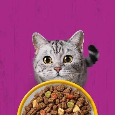 Sparepakke Whiskas kattefoder