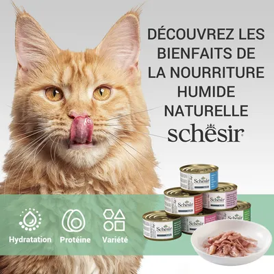 Texte : Découvrez les bienfaits de la nourriture humide naturelle Schesir. Boîtes de pâtée pour chat, icônes Hydratation, Protéine, Variété, assiette avec morceaux de viande.