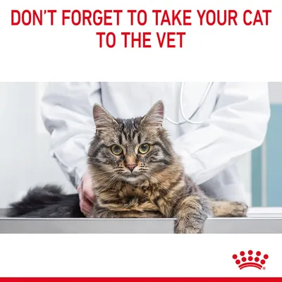 Text reads: Don't forget to take your cat to the vet. Image shows a cat on an examination table with a person in a white coat behind it.
