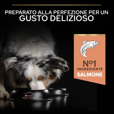 Cane che mangia dalla ciotola con il logo Purina Pro Plan. Testo: "Preparato alla perfezione per un gusto delizioso". Nota: ingrediente n. 1, salmone (Salmon).