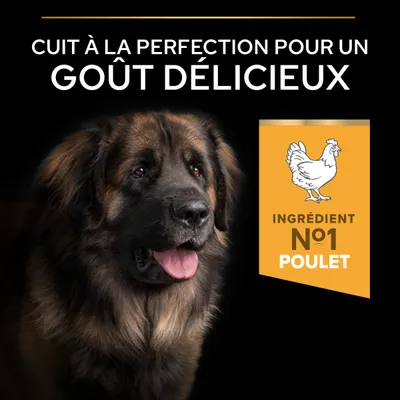 Ingrédient principal n° 1 : poulet. Parfaitement préparé pour une saveur délicieuse. Image d’un chien à côté du texte et d’un symbole de poulet. Ingrédient principal n° 1 : poulet. Parfaitement préparé pour une saveur délicieuse. Image d’un chien à côté du texte et d’un symbole de poulet.