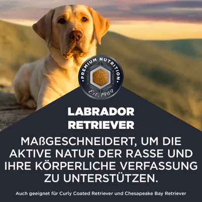 Labrador Retriever. Maßgeschneidert, um die aktive Natur der Rasse und ihre körperliche Verfassung zu unterstützen. Auch geeignet für Curly Coated Retriever und Chesapeake Bay Retriever. Labrador Retriever. Maßgeschneidert, um die aktive Natur der Rasse und ihre körperliche Verfassung zu unterstützen. Auch geeignet für Curly Coated Retriever und Chesapeake Bay Retriever.