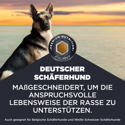 Deutscher Schäferhund. Maßgeschneidert, um die anspruchsvolle Lebensweise der Rasse zu unterstützen. Auch geeignet für Belgische Schäferhunde und Weiße Schweizer Schäferhunde. Deutscher Schäferhund. Maßgeschneidert, um die anspruchsvolle Lebensweise der Rasse zu unterstützen. Auch geeignet für Belgische Schäferhunde und Weiße Schweizer Schäferhunde.