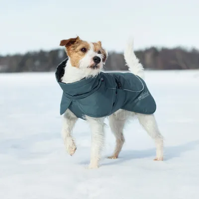 Kleiner Hund trägt einen blauen Mantel mit sichtbarem Markenaufdruck „rukka“ im Schnee. Kleiner Hund trägt einen blauen Mantel mit sichtbarem Markenaufdruck „rukka“ im Schnee.