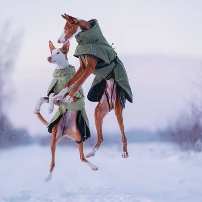 Zwei Hunde tragen grüne Wintermäntel und springen im Schnee. Die Mäntel bedecken den Körper und haben reflektierende Streifen. Zwei Hunde tragen grüne Wintermäntel und springen im Schnee. Die Mäntel bedecken den Körper und haben reflektierende Streifen.