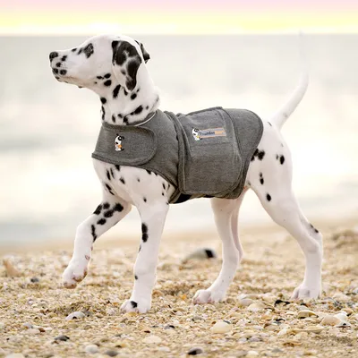 Dalmatian wearing a grey ThunderShirt vest on the beach. Calming product for dogs visible.