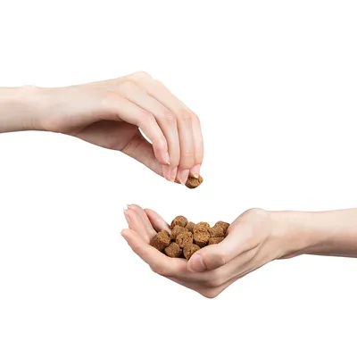 Mână ținând crochete maro, altă mână ia o bucată de hrană uscată pentru animale de companie. Fundal alb.