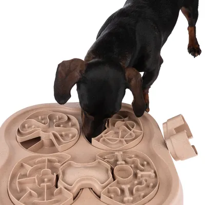 Hund nosar på aktivitetsbräda i beige plast med fyra olika labyrintmönster för godis eller foder.