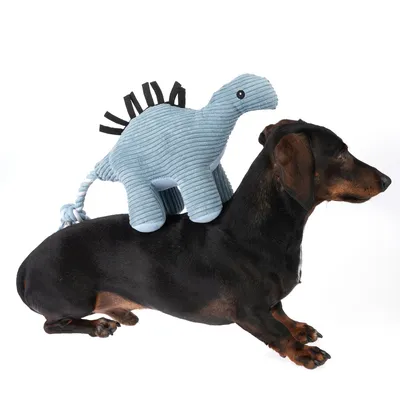 Hund med blått dinosaurieleksak av tyg på ryggen. Leksaken har svarta filt taggar och en flätad svans.