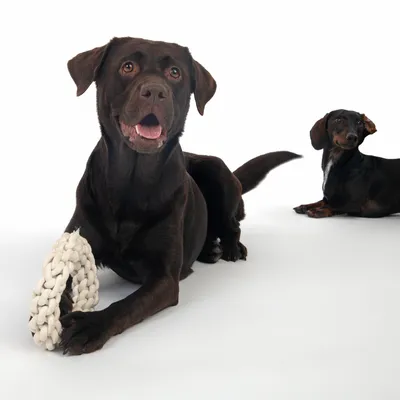 Zwei Hunde, einer hält ein weisses geflochtenes Spielzeug in den Pfoten. Fokus auf das Spielzeug.