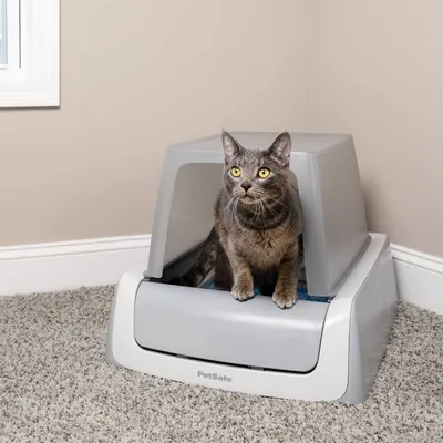 Сива котка седи в сива покрита котешка тоалетна PetSafe върху килим.