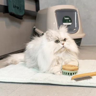 Gato blanco de pelo largo sobre una alfombrilla junto a un cepillo y un peine, al fondo un arenero cerrado.