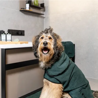 Dog with green bathrobe from kooa in a bathroom, with kooa care products and towels in the background.