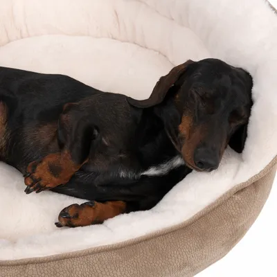 Schlafender Hund in einem beigen, gepolsterten Haustierbett mit weissem Innenfutter.