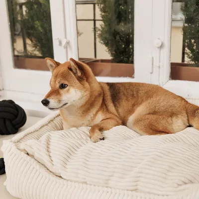 Hund liegt auf einem cremefarbenen, gerippten Haustierbett vor einem Fenster. Schwarzes Knotenspielzeug sichtbar neben dem Bett.