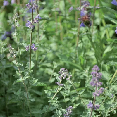 Gros plan de cataire en fleurs avec fleurs violettes et feuilles vertes, adaptée au jardin ou au balcon.