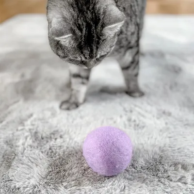 Chat gris tigré debout sur un tapis, regardant une balle violette en tissu posée devant lui.