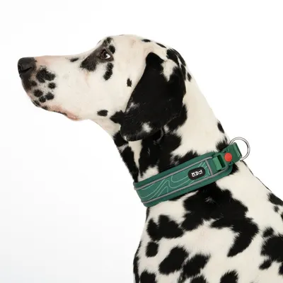Dalmatiner med grönt hundhalsband, synlig metallring och röd låsknapp. Märke: EQDOG.