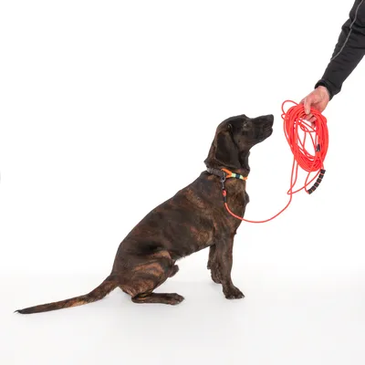 Chien assis portant un collier, attaché à une longue laisse orange tenue par une personne. Laisse en plastique avec poignées noires visibles.