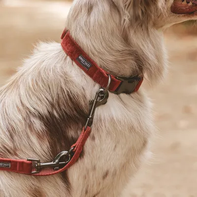 Rött hundhalsband och koppel från Nomad Tales, fäst på en medelstor hund. Metallspänne och robust design synliga.