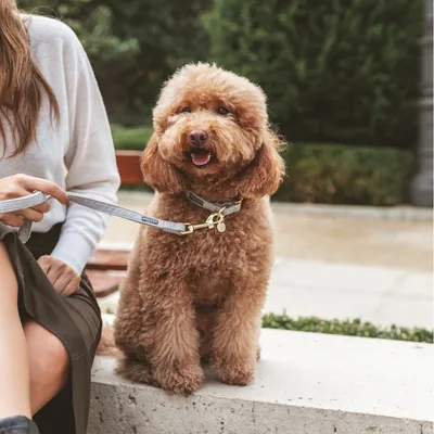Hund mit grauem Halsband und passender Leine, gehalten von einer Person. Produkt zeigt Design und Funktionalität des Zubehörs.