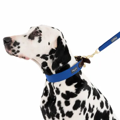 Dalmatiner mit blauem Hundehalsband und Leine aus Stoff, Markenlabel 'Nomad Tales' sichtbar.