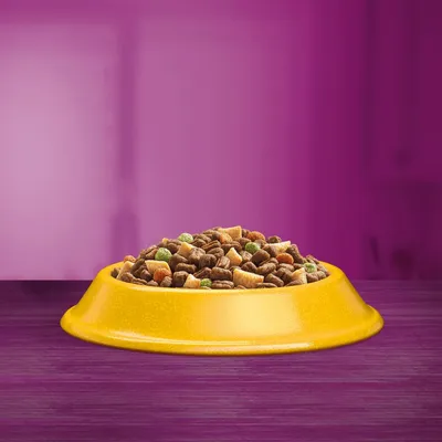 Bowl filled with assorted dry pet food pieces in various shapes and colours, displayed on a purple surface.