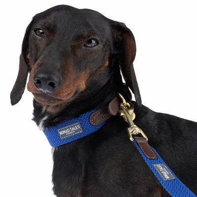 Hund mit blauem Halsband und Leine von Nomad Tales, Lederdetails und goldfarbenem Karabinerhaken sichtbar.