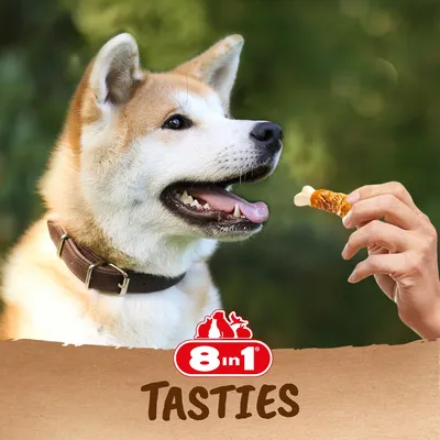 Main 8in1, TASTIES. Main tenant une friandise devant un chien portant un collier. Texte visible : 8 in 1, TASTIES.
