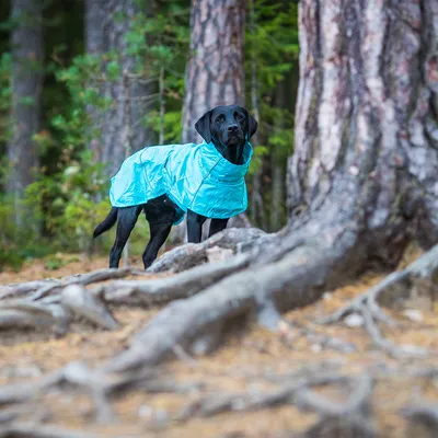 Svart hund i skogen bär en ljusblå jacka, lämplig för utomhusaktiviteter i svalt väder.
