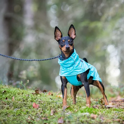 Hund med blå jacka och koppel i skogsmiljö. Produkten visar utomhuskläder för hundar.