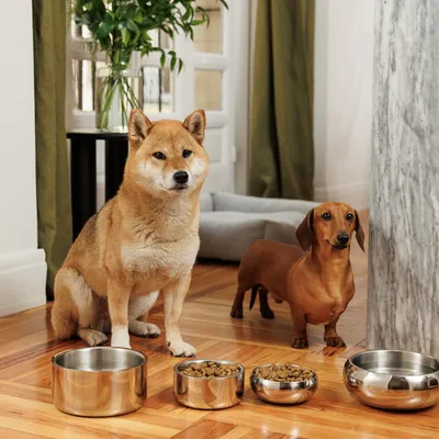 Dos perros junto a comederos de acero inoxidable con pienso, se ven varios tamaños. Al fondo, sala de estar con plantas y cama para perro.
