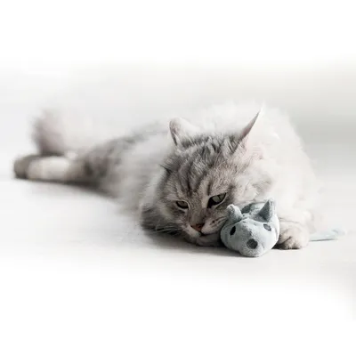 Chat à poils longs allongé sur le sol, la tête posée sur une peluche en forme de souris grise.