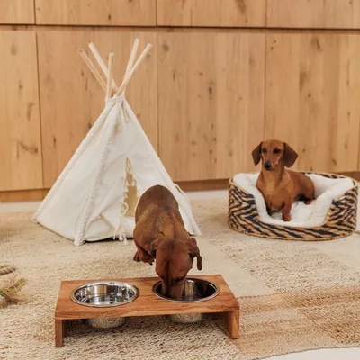 Hund trinkt aus erhöhtem Holznapf mit zwei Edelstahlschalen. Im Hintergrund Hundebett mit Zebramuster und weißes Tipi-Zelt.
