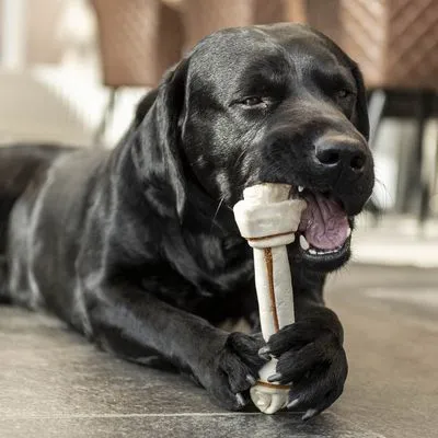 Zwarte hond kauwt op een groot wit kauwbot van geperst materiaal, liggend op een stenen vloer binnenshuis.