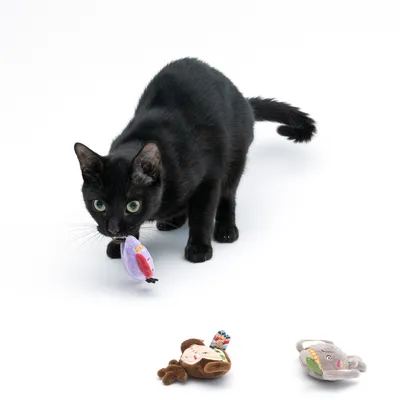 Schwarze Katze spielt mit einem lila Stoffspielzeug in Mausform. Zwei weitere Stoffspielzeuge, ein Affe und ein Koala, liegen im Vordergrund.