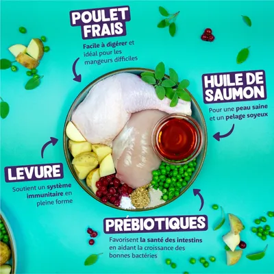 Poulet frais, huile de saumon, levure et prébiotiques avec descriptions : facile à digérer, peau saine, système immunitaire, santé des intestins. Ingrédients visibles dans une assiette.