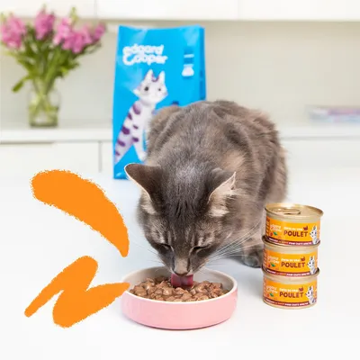 Kat eet uit roze bakje met natvoer. Op de voorgrond drie Edgard & Cooper Poulet blikjes, op de achtergrond blauwe zak Edgard & Cooper kattenvoer met katillustratie.