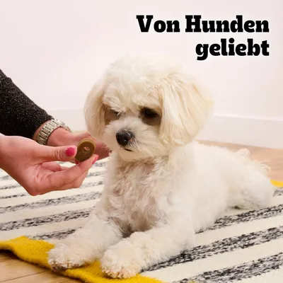 Majhen bel pes leži na preprogi, oseba mu ponuja okroglo pasjo poslastico. V zgornjem desnem kotu je besedilo v nemščini: Von Hunden geliebt.