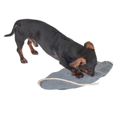 Chien noir reniflant un jouet en tissu gris avec corde blanche, forme ovale. Jouet posé au sol, aucun texte ou marque visible.