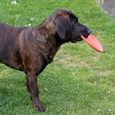 Hund med brun pels holder en rød frisbee i munden på en grøn eng.