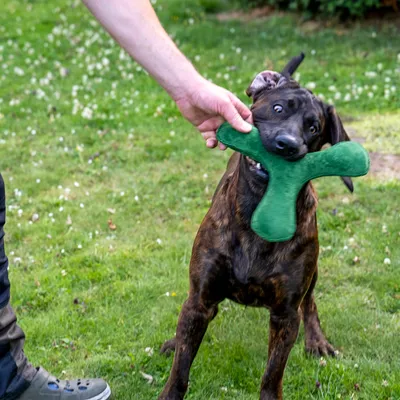 Hund spielt mit grünem Kauspielzeug in Knochenform, das von einer Hand gehalten wird.